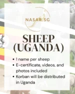 Korban Sheep Uganda