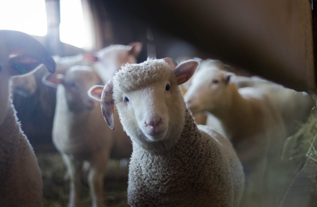 sheep-288621 Close-up of a curious sheep in a rustic barn, showcasing livestock charm.