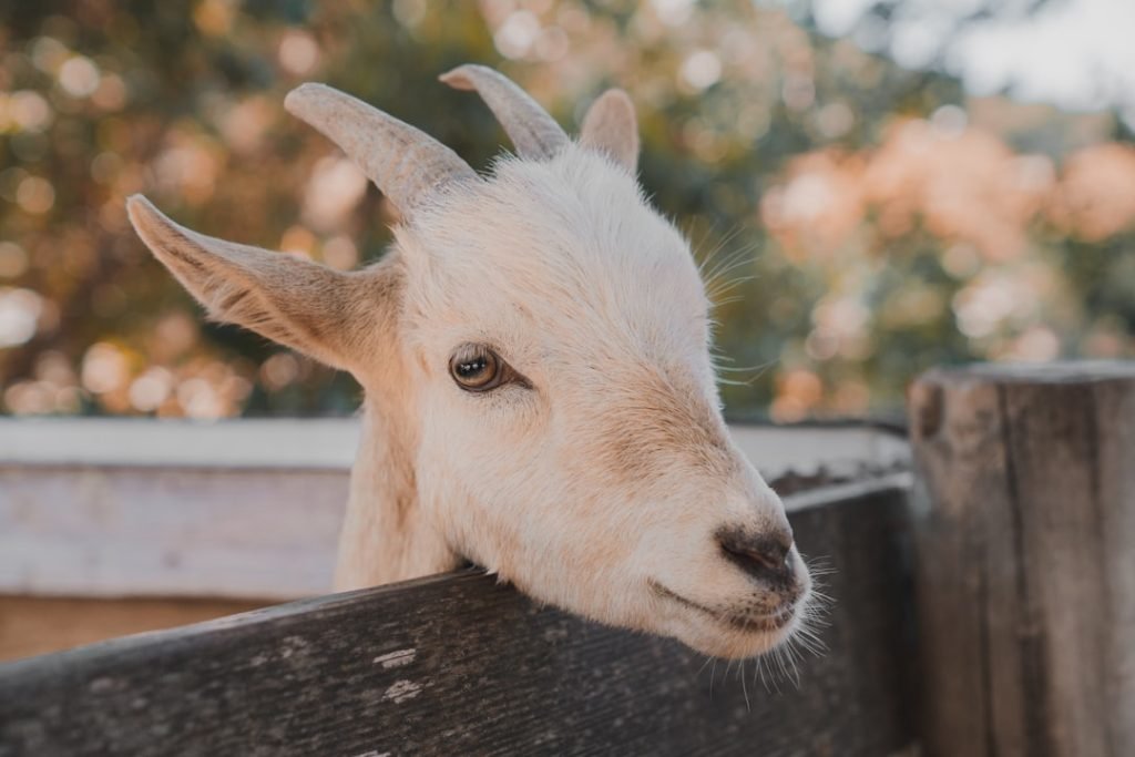 white-goat-close-up-photography-3mvzyksf-qy Goat